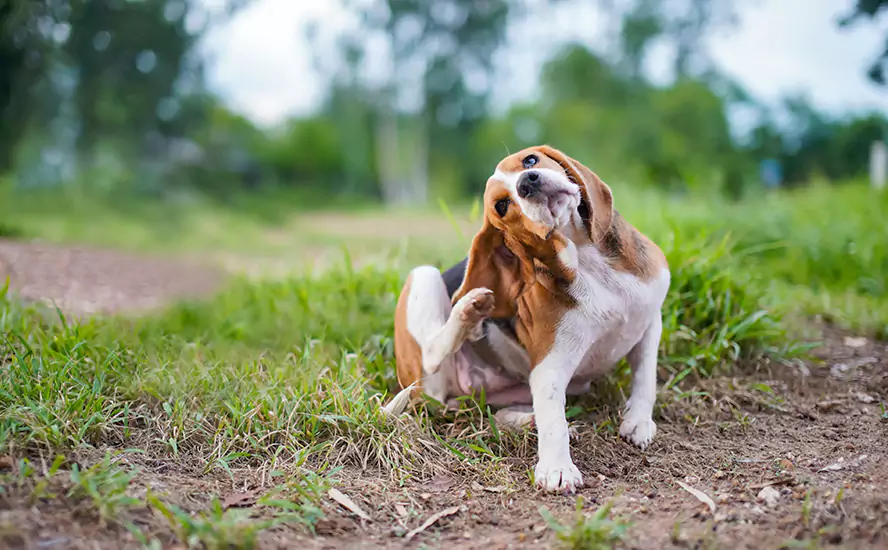 Our Proven Flea Infestation Treatment in Lakewood