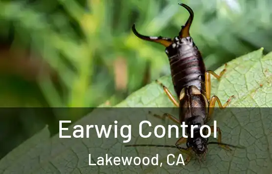  Earwig Control Lakewood, CA