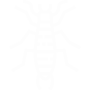 Earwigs Pest Control Lakewood, CA