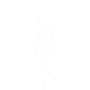 Silverfish Pest Control Lakewood, California