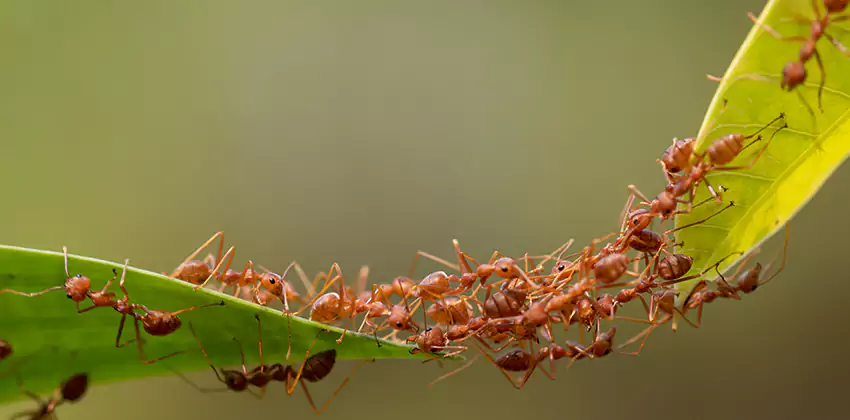 ant-control in Lakewood, CA