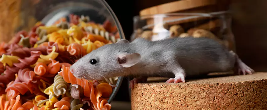 Rodent Extermination for Families with Children & Pets Lakewood, CA