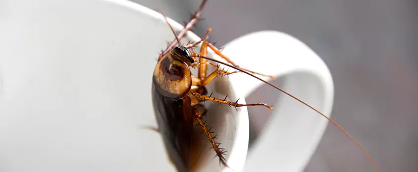 cockroach-pest-control in Lakewood, CA