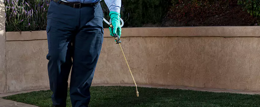 flea-treatment in Lakewood, CA