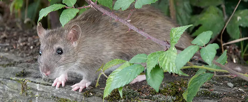 mice-control in Lakewood, CA