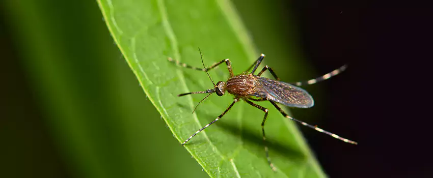 mosquito-treatment in Lakewood, CA