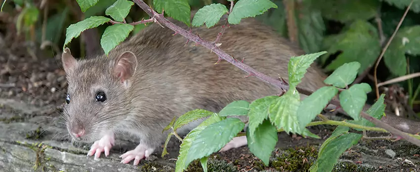 mouse-control in Lakewood, CA