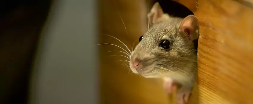rat-exterminator in Lakewood, CA