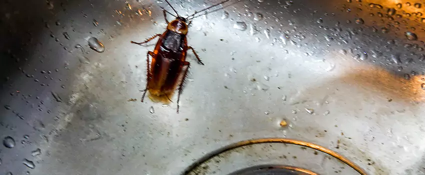 roach-control in Lakewood, CA