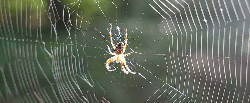 spider-pest-control in Lakewood, CA