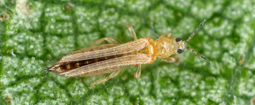 thrips-treatment in Lakewood, CA