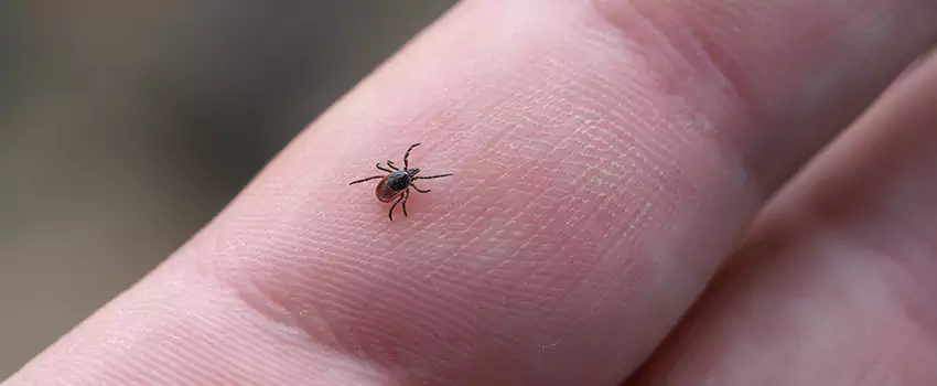 tick-control in Lakewood, CA
