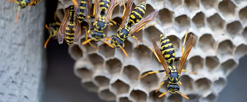 wasp-pest-control in Lakewood, CA