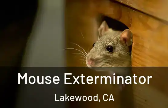  Mouse Exterminator Lakewood, CA